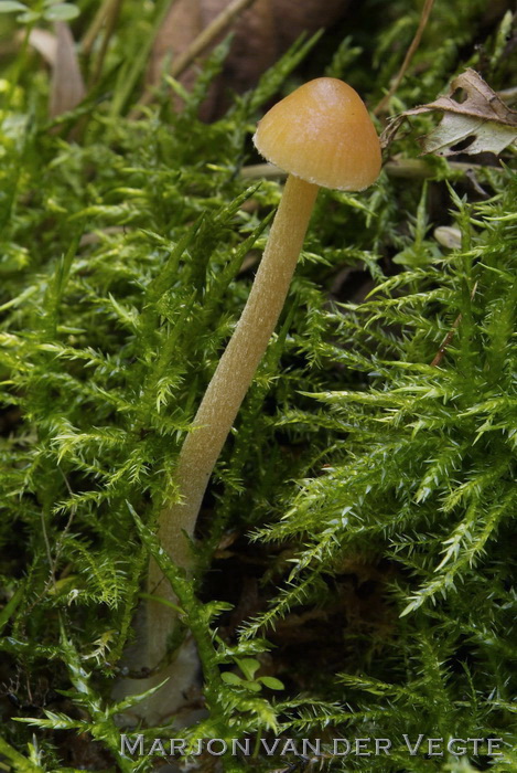 Groot mosklokje - Galerina clavata