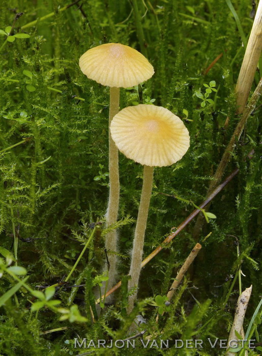 Groot mosklokje - Galerina clavata