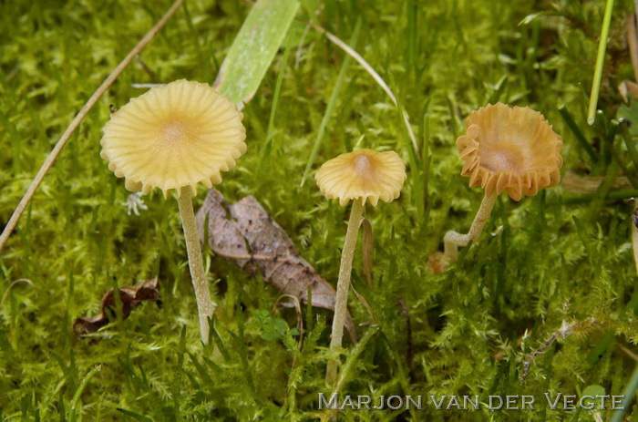 Groot mosklokje - Galerina clavata