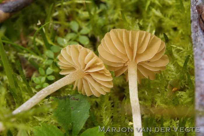 Groot mosklokje - Galerina clavata