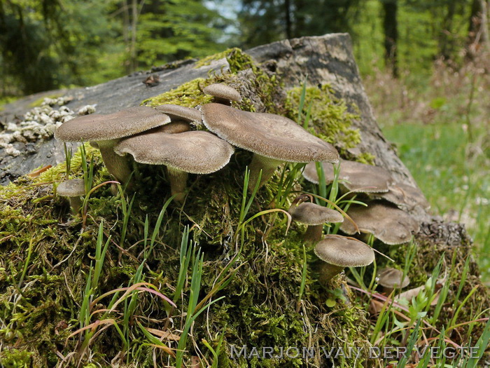 Grootporiehoutzwam - Polyporus arcularius