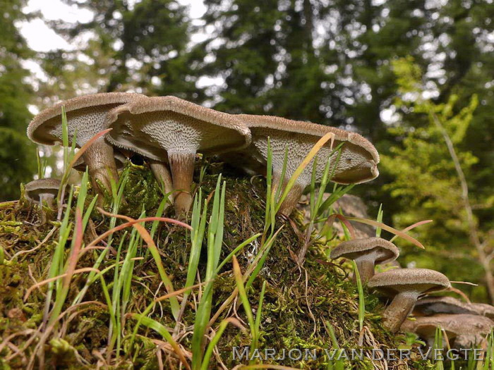 Grootporiehoutzwam - Polyporus arcularius