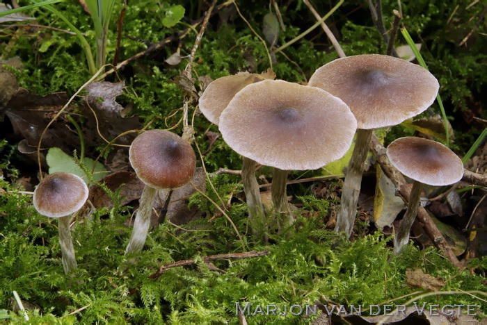 Pluisgordijnzwam - Cortinarius comptulus