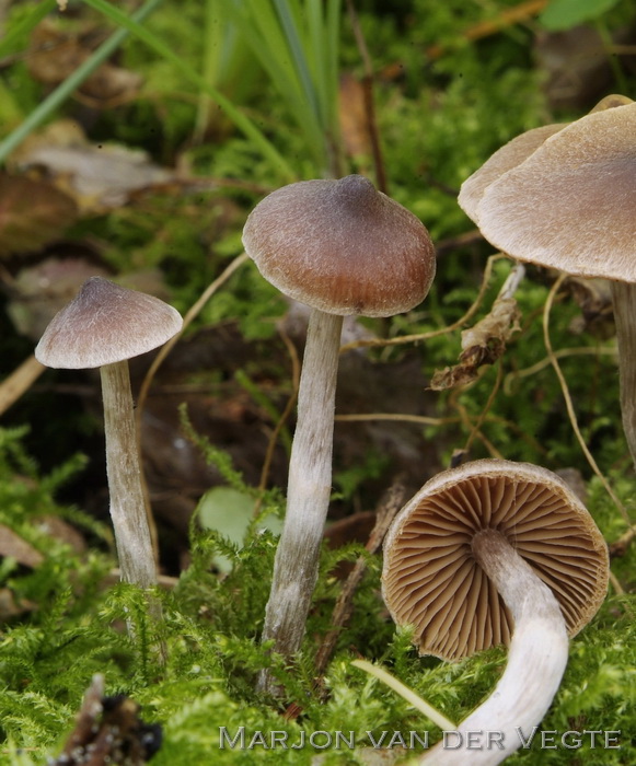 Pluisgordijnzwam - Cortinarius comptulus