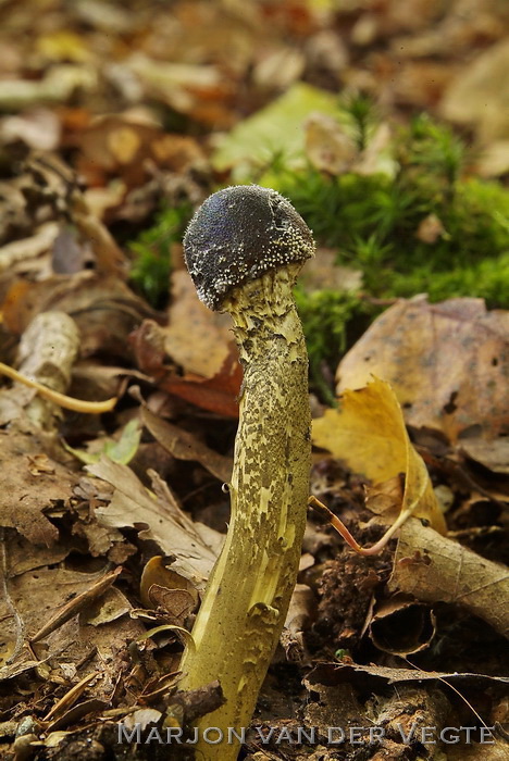 Grootsporige truffelknotszwam - Elaphocordyceps longisegmentis