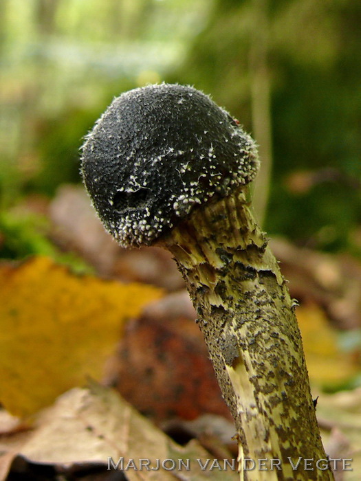 Grootsporige truffelknotszwam - Elaphocordyceps longisegmentis