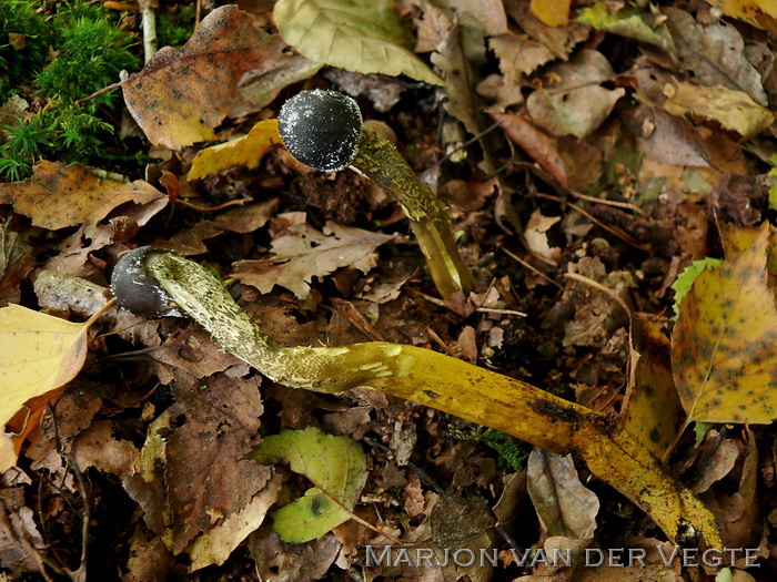 Grootsporige truffelknotszwam - Elaphocordyceps longisegmentis