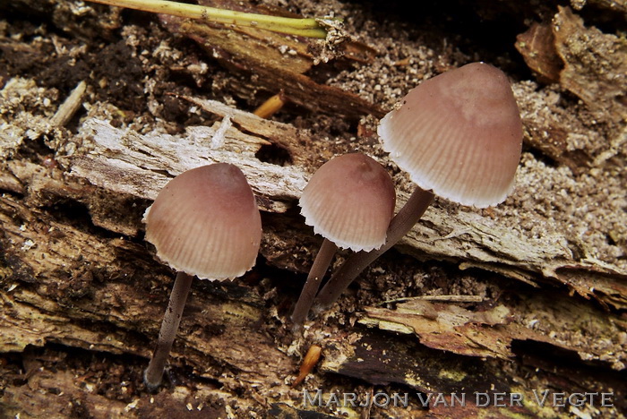 Grote bloedsteelmycena - Mycena haematopus