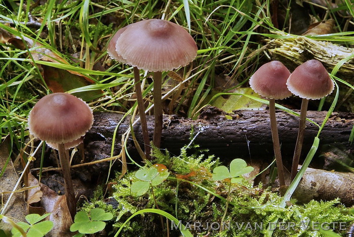 Grote bloedsteelmycena - Mycena haematopus