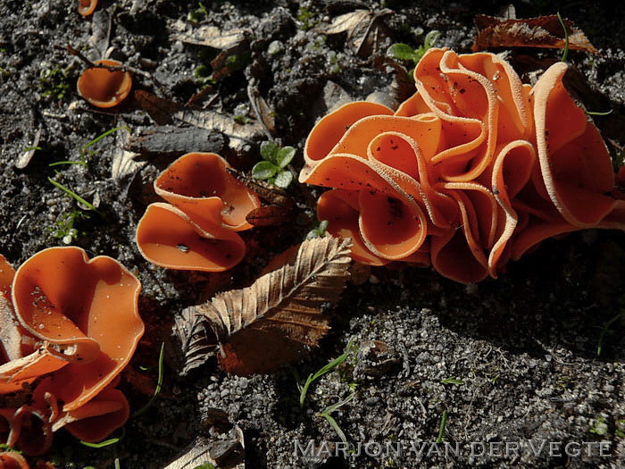 Grote oranje bekerzwam - Aleuria aurantia