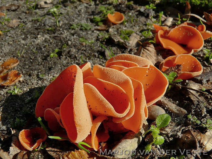 Grote oranje bekerzwam - Aleuria aurantia