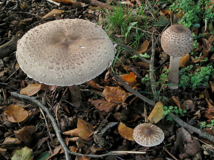 Knolparasolzwam - Chlorophyllum rhacodes