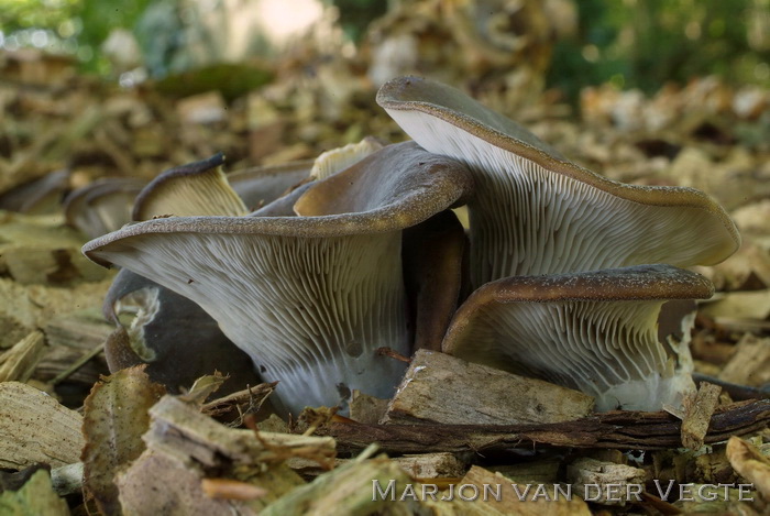 Grote harpoenzwam - Hohenbuehelia petaloides