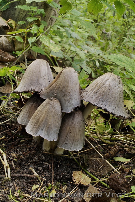 Grote kale inktzwam - Coprinopsis atramentaria