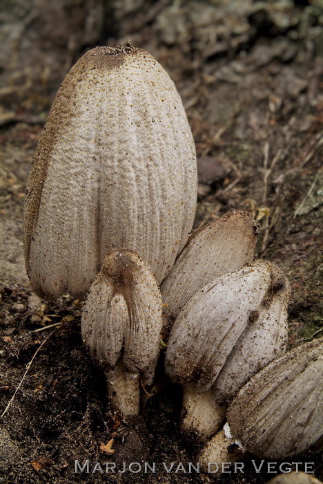 Grote kale inktzwam - Coprinopsis atramentaria