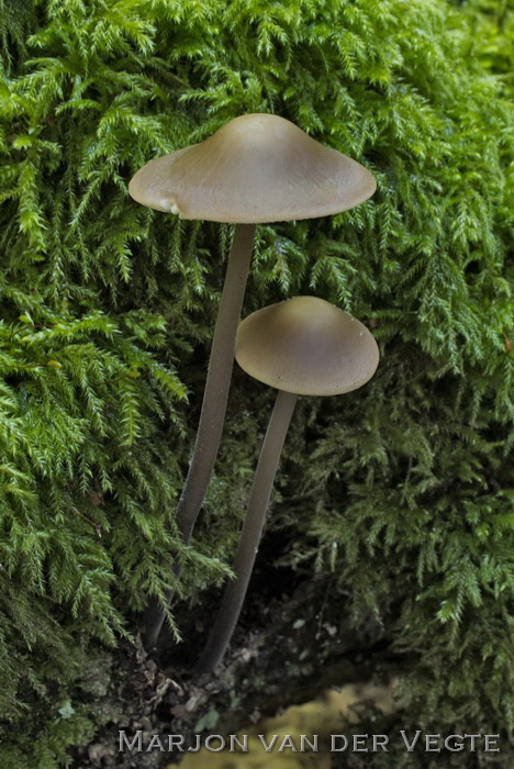 Grote knoflooktaailing - Marasmius alliaceus