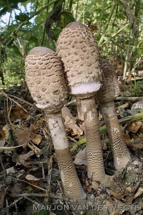 Grote parasolzwam - Macrolepiota procera