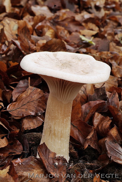 Grote trechterzwam - Clitocybe geotropa