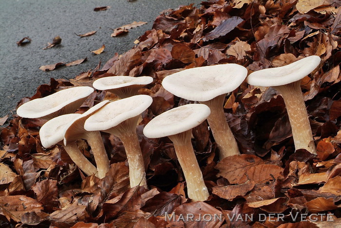 Grote trechterzwam - Clitocybe geotropa