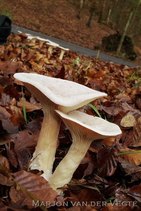 Grote trechterzwam - Clitocybe geotropa