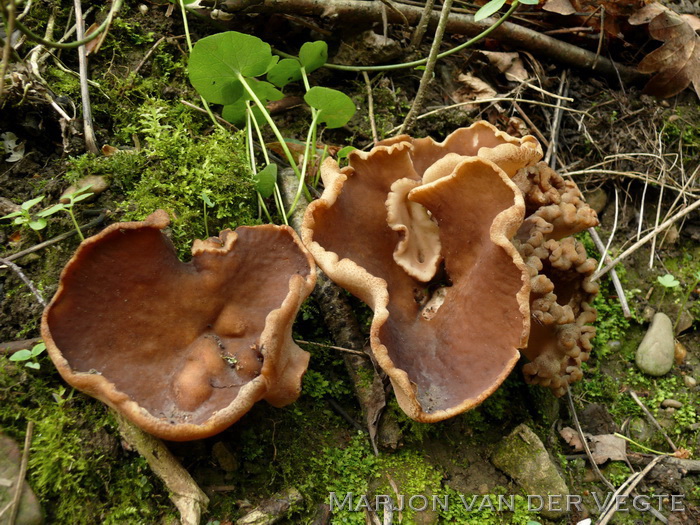 Grote aderbekerzwam - Disciotus venosa