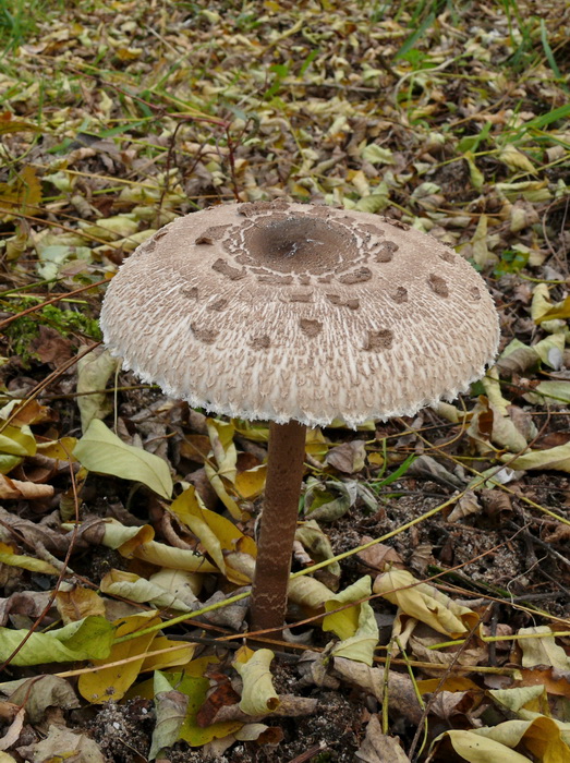 Grote parasolzwam - Macrolepiota procera