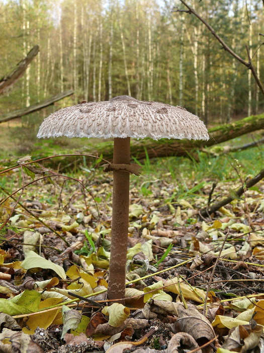 Grote parasolzwam - Macrolepiota procera