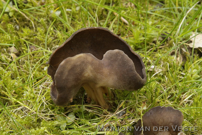 Grote schotelkluifzwam - Helvella queletii