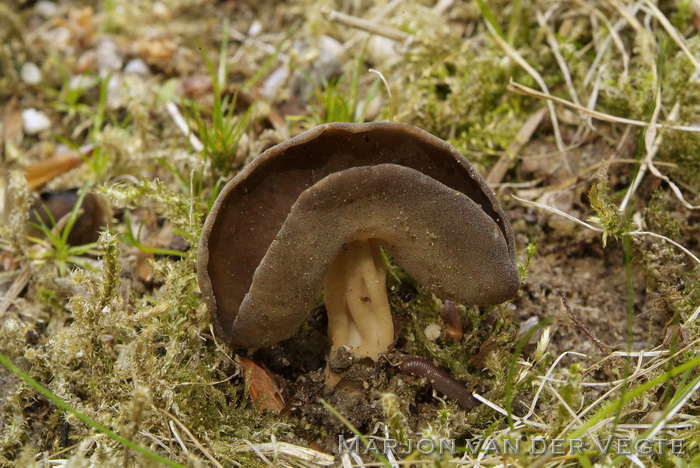 Grote schotelkluifzwam - Helvella queletii