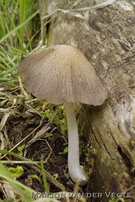 Grote viltinktzwam - Coprinellus domesticus