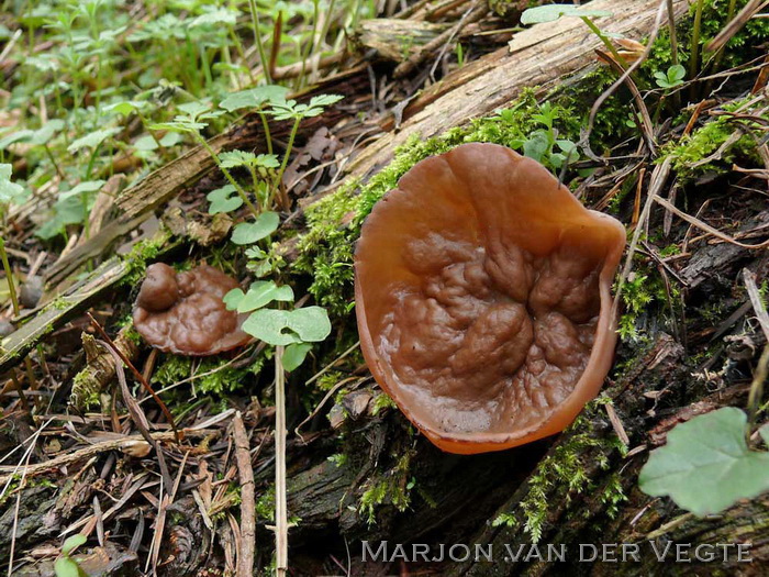 Grote voorjaarsbekerzwam - Discina ancilis