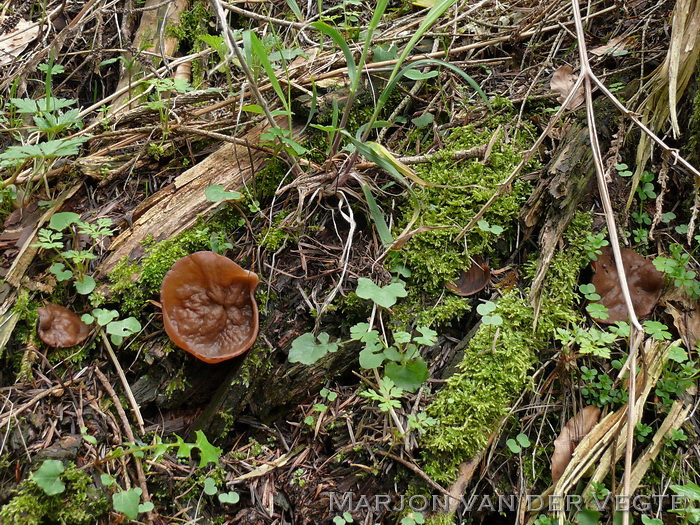 Grote voorjaarsbekerzwam - Discina ancilis