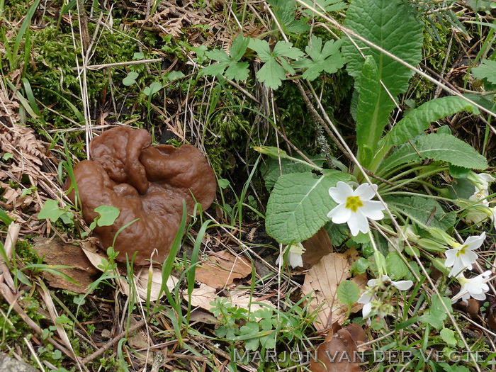 Grote voorjaarsbekerzwam - Discina ancilis