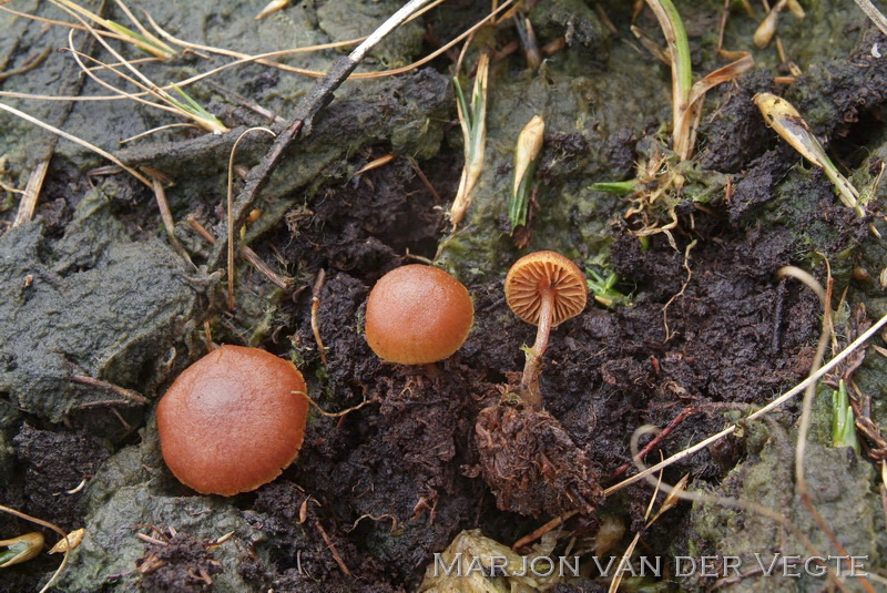 Veenvlamhoed - Gymnopilus fulgens