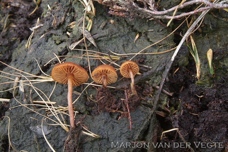 Veenvlamhoed - Gymnopilus fulgens