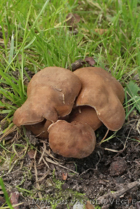 Kaneelboleet - Gyroporus castaneus