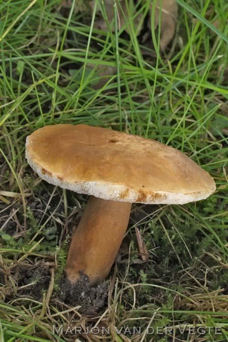 Kaneelboleet - Gyroporus castaneus