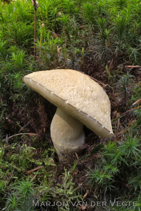 Indigoboleet - Gyroporus cyanescens