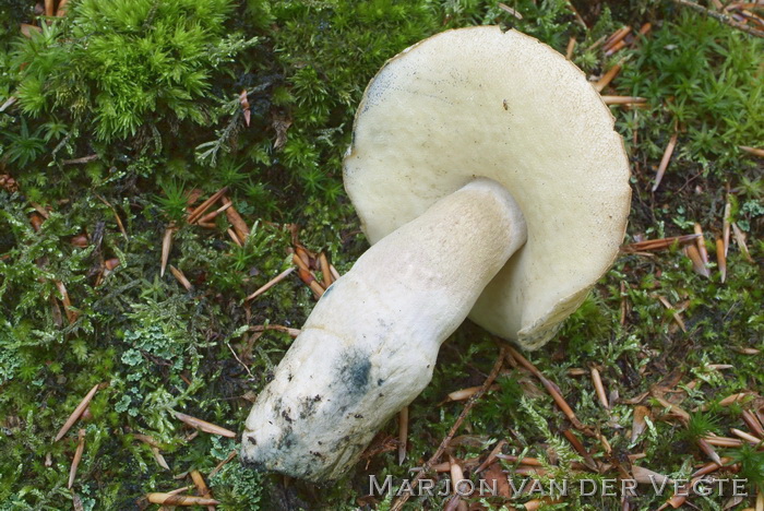 Indigoboleet - Gyroporus cyanescens