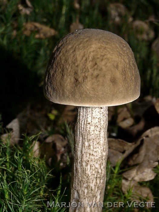 Haagbeukboleet - Leccinum pseudoscabrum