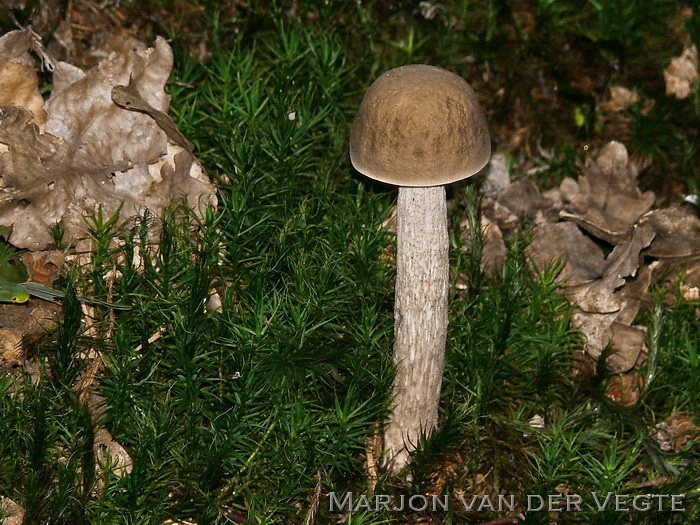 Haagbeukboleet - Leccinum pseudoscabrum