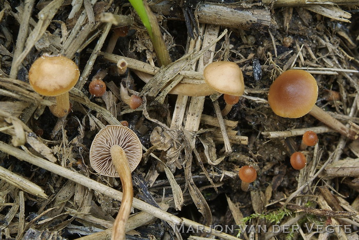 Modderzwavelkop - Hypholoma subericaeum