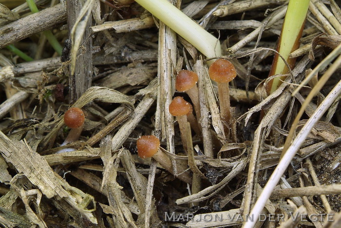 Modderzwavelkop - Hypholoma subericaeum