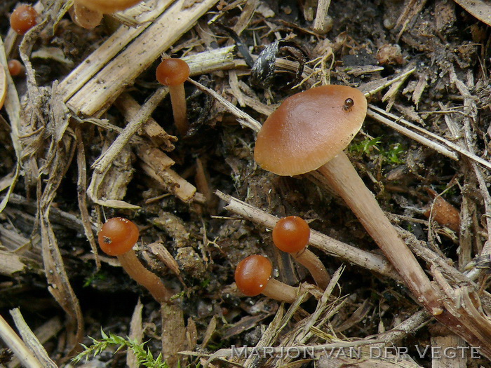 Modderzwavelkop - Hypholoma subericaeum