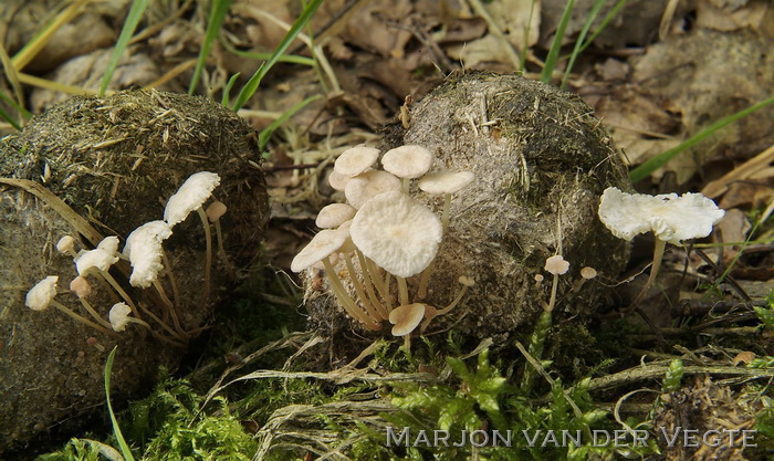 Halmruitertje - Marasmiellus vaillantii