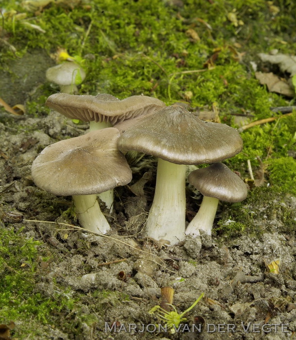 Harde voorjaarssatijnzwam - Entoloma clypeatum