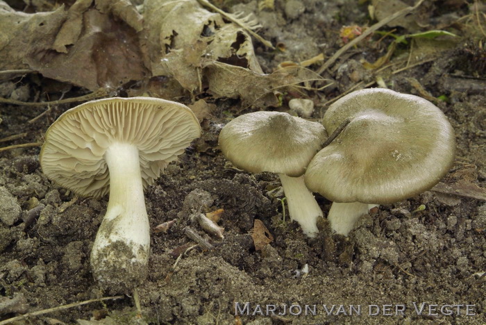 Harde voorjaarssatijnzwam - Entoloma clypeatum