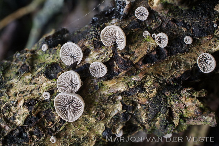 Harig dwergoortje - Resupinatus trichotis