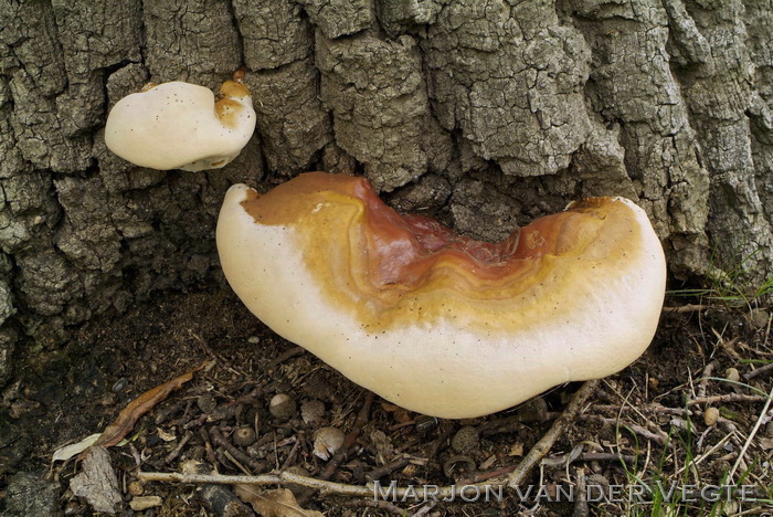 Harslakzwam - Ganoderma resinaceum