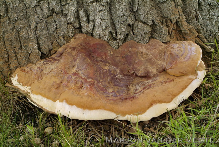 Harslakzwam - Ganoderma resinaceum